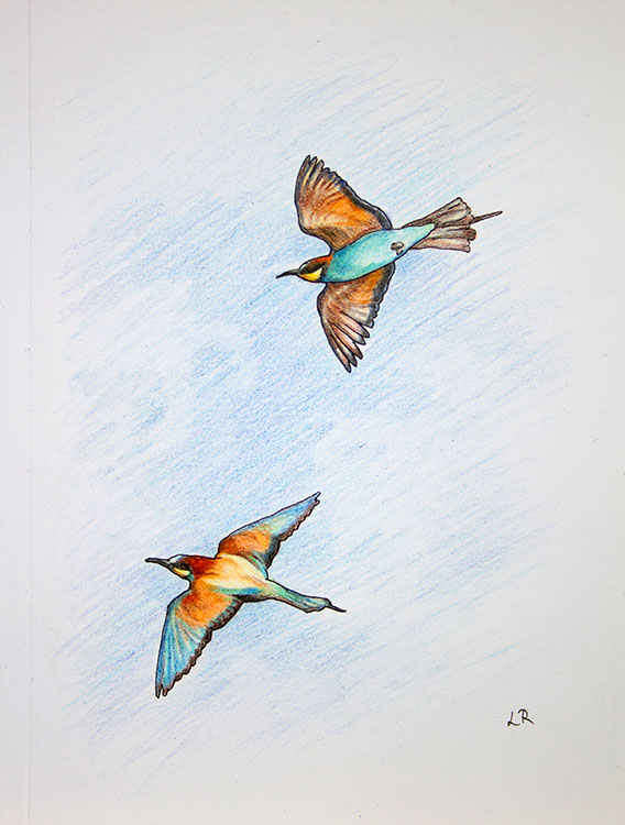 Bee-eater colour pencil drawing Bee-eater colour pencil drawing