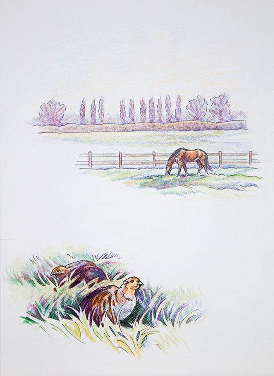 Grey partridge and horse paddock pencil drawing Grey partridge and horse paddock pencil drawing